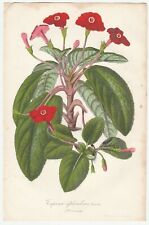 Galleys: hand-colored lithograph, violet flame, copreata episcia, Gesneria, 1857 for sale  Shipping to South Africa