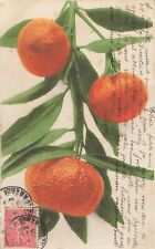 Clementine branch 36747 d'occasion  Expédié en Belgium