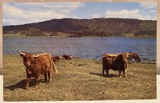 Scottish highland cattle for sale  Elverson