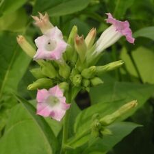 Sementes frescas de tabaco Nicotiana (tabaco da colheita dourada) - 250+ sementes comprar usado  Enviando para Brazil