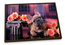 French bulldog puppy for sale  UK