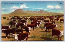 Cattle heard white for sale  Wellsville