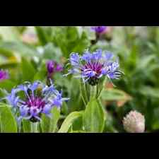 Centaurea montana berg gebraucht kaufen  Deutschland