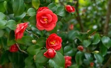 Japanes camellia tree for sale  Russell