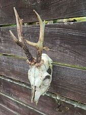 Roe deer antlers for sale  FAKENHAM