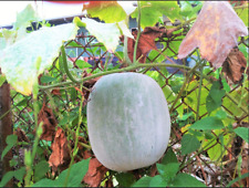 Gourd seeds giant for sale  Easton