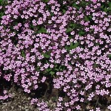 Tumbling ted saponaria for sale  SOUTHEND-ON-SEA