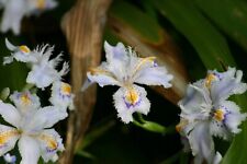 Piante iris japonica usato  Borgomanero