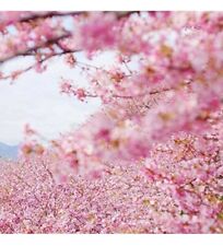 Japanese flowering cherry for sale  WORKINGTON