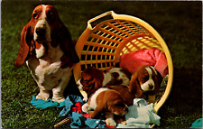 Basset hound dog for sale  Salem