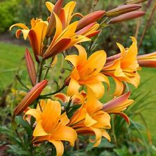 Giant hybrid lily for sale  Gassville