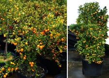 Mandarinenbaum essbare frücht gebraucht kaufen  Kaiserslautern