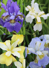 Mixed siberian iris for sale  Benton Harbor