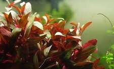 Ludwigia glandulosa bunches for sale  MARKET RASEN