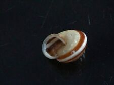 Papuina megalarcon tabarensis f. mahurensis 25.5 mm F+++/GEM Fantastic landsnail, used for sale  Shipping to South Africa