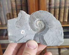Ammonite crioceratites duvali d'occasion  Cournon-d'Auvergne