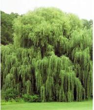 Golden weeping willow for sale  Russell