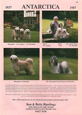 ANTARCTICA TIBETAN TERRIER OUR DOGS 1987 DOG BREED KENNEL ADVERT PRINT PAGE for sale  COLEFORD