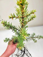 Noble fir bare for sale  La Grande