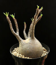 Pachypodium gracilius caudex for sale  Shipping to Ireland
