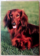 Hunde postkarte langhaardackel gebraucht kaufen  Kirchrode