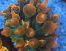 Live coral frag for sale  Belmont