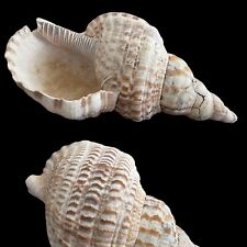 Triton's Trumpet Large Conch Shell Natural Charonia Tritonis Seashell 12” for sale  Shipping to South Africa