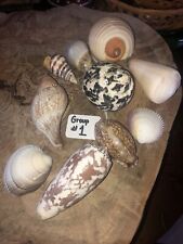 Lifelong seashell collector for sale  Broadway