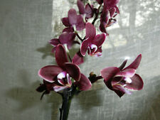 schwarze orchidee gebraucht kaufen  Brand