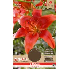 Lilium asiatic red for sale  Ireland