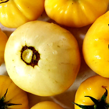Tomate yellow sun gebraucht kaufen  Muldestausee