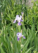 FLORES IRIS 🙂 🙂 🙂 Foto de Canadá postal virtual #003j3c por Julia S, usado segunda mano  Embacar hacia Argentina