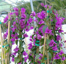 Bougainvillea glabra plant for sale  Shipping to Ireland