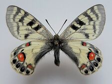 PARNASSIUS CHARLTONIUS VARVARA MALE, KYRGYZSTAN, DZHAMAN TOO, VERY RARE!! for sale  Shipping to South Africa