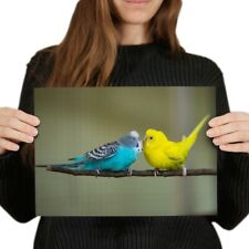 Blue yellow parakeet for sale  SELBY