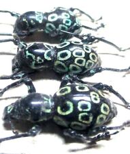 T002 NV | NL : Pachyrrhynchus congestus ocellatus 3pcs. 15mm-17.5mm A-/A-/A1 for sale  Shipping to South Africa