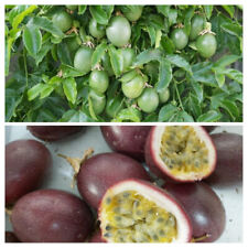 Organic passion fruit for sale  San Diego