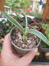 Agave americana variegated for sale  NORTHWICH