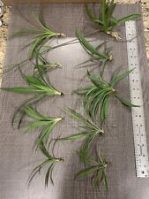 spider plant outdoor indoor for sale  Rancho Cucamonga