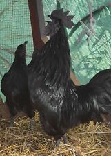 Ayam cemani hatching for sale  Morganton