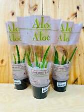 Aloe vera live for sale  Howard Beach