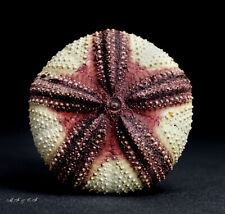 Seeigel sea urchin gebraucht kaufen  Mönchengladbach