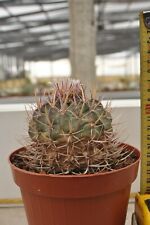 stenocactu coptonogonus pot 14cm very adult plant cultived in sicily for sale  Shipping to South Africa