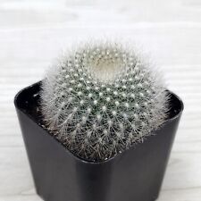Cactus house plant for sale  San Jose