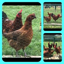 Hatching eggs french for sale  Shipping to Ireland