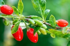 Goji berry seeds for sale  Upland