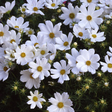 Purity cosmos seeds for sale  Tarpon Springs