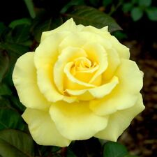 Texas yellow rose for sale  Camarillo