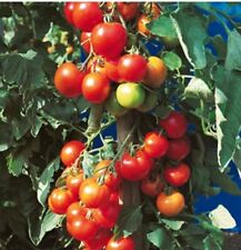 Pflanze tomate harzfeuer gebraucht kaufen  Lensahn