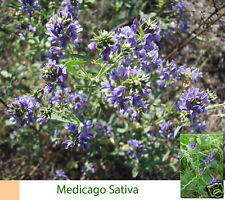Medicago sativa ( Alfalfa ) +2.500 semillas seeds Luzerne Abono Verde segunda mano  Linares